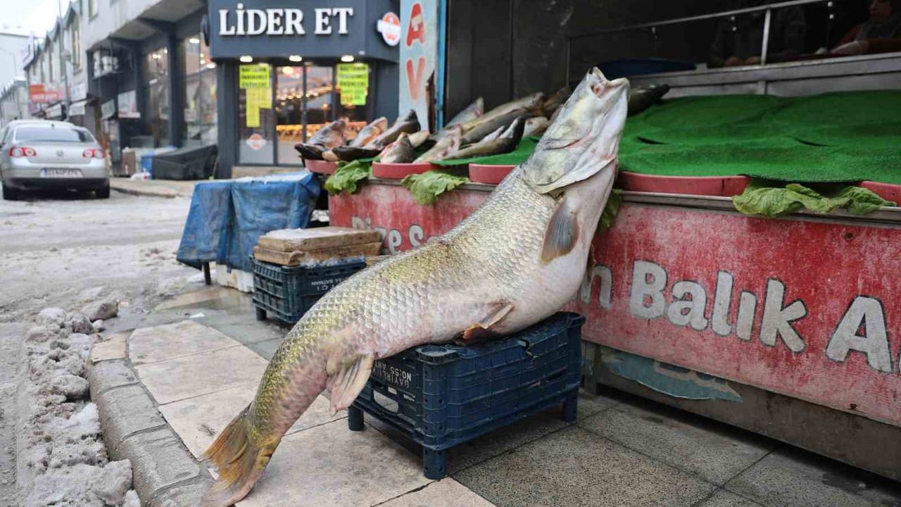 Elazığ'da 78 kilogramlık dev turna Murat Nehri'nden çıkarıldı
