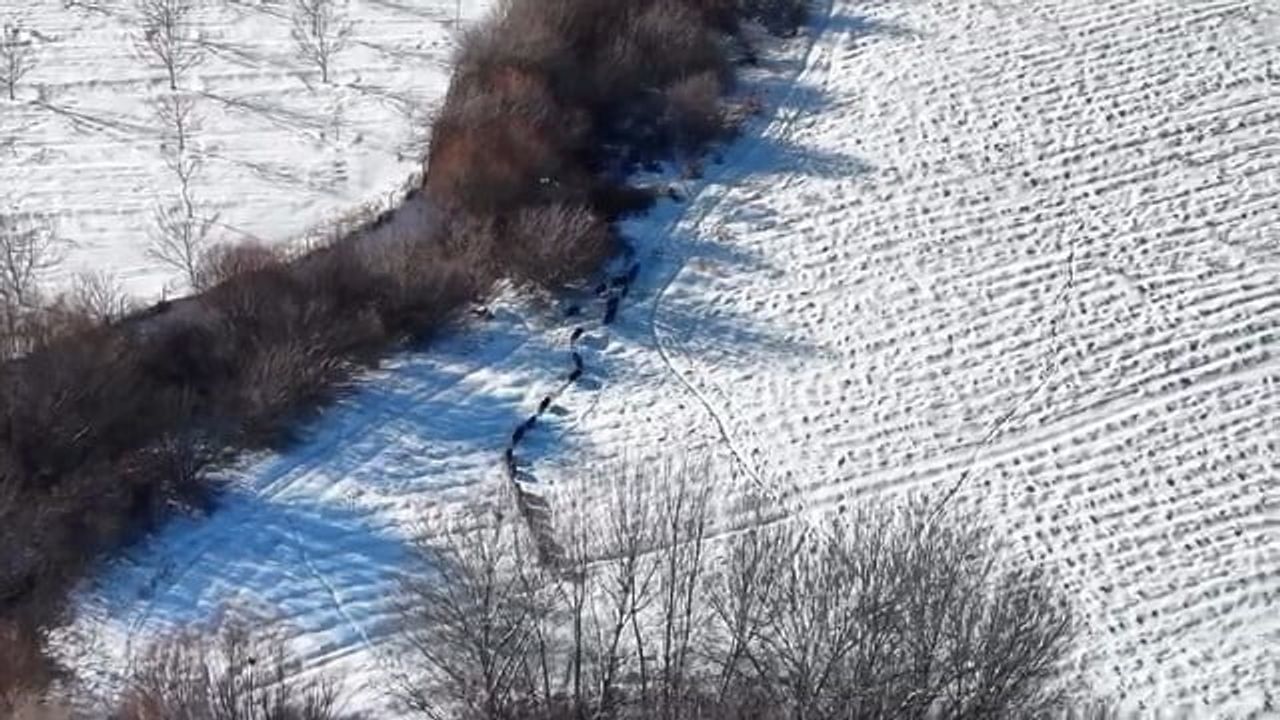 Elazığ'da kar üzerinde domuz sürüsü dronla kaydedildi