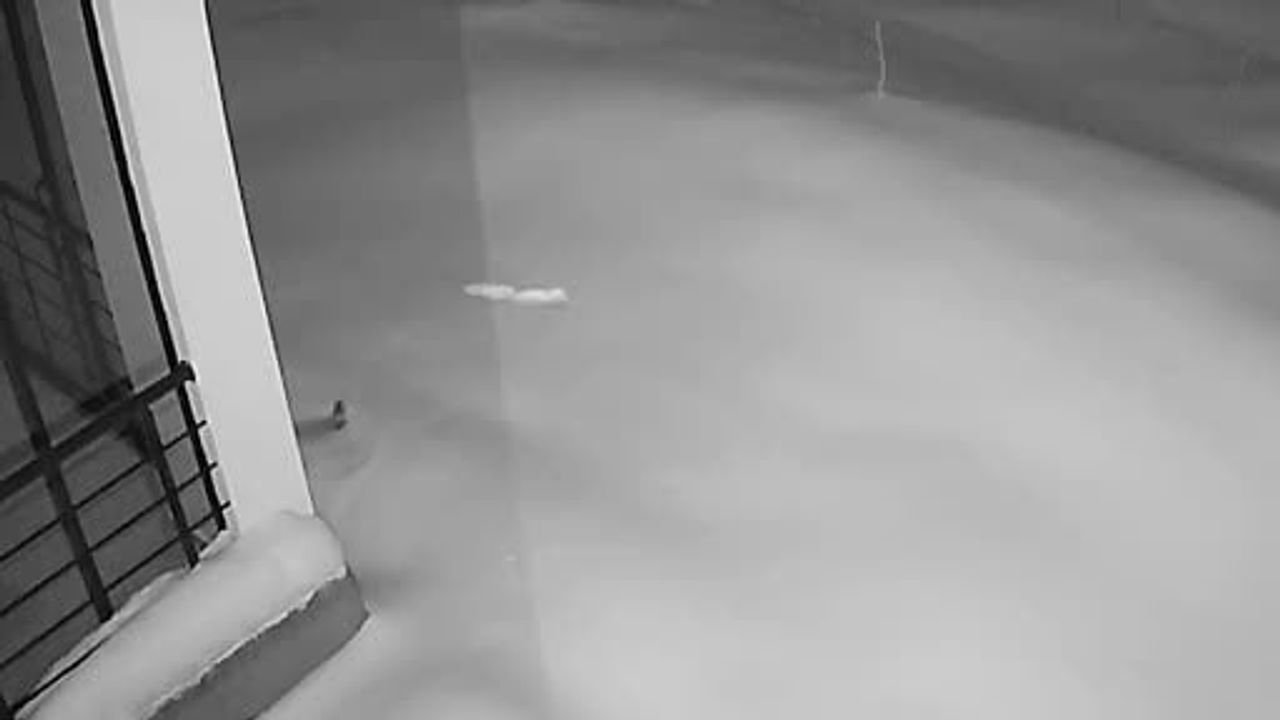 Elazığ'da kar yüzünden yiyecek arayan yaban hayvanları köye indi