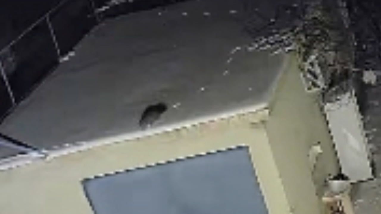 Elazığ'da nesli tehlike altındaki sansar güvenlik kamerasında