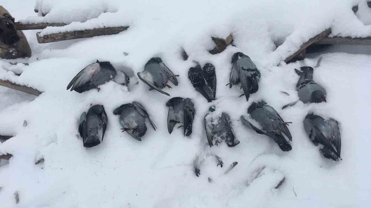 Elazığ'da soğuk hayatı vurdu: Salkaya'da onlarca güvercin telef oldu