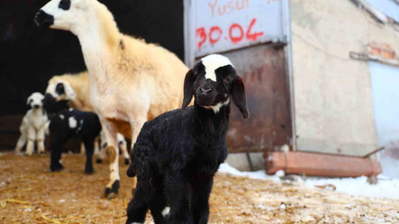 Elazığ'da Soğuklar Erken Kuzulamayı Başlattı
