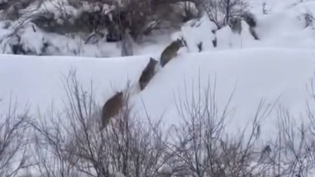Elazığ'da Tarlatepe'de kurt sürüsü cep telefonu kamerasında