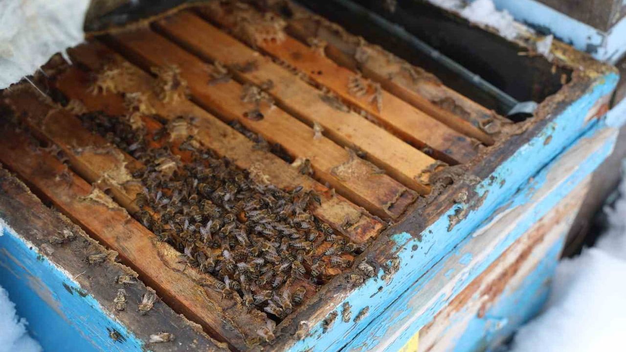 Elazığ'daki kar arıları korudu: Arıcılar sezondan umutlu
