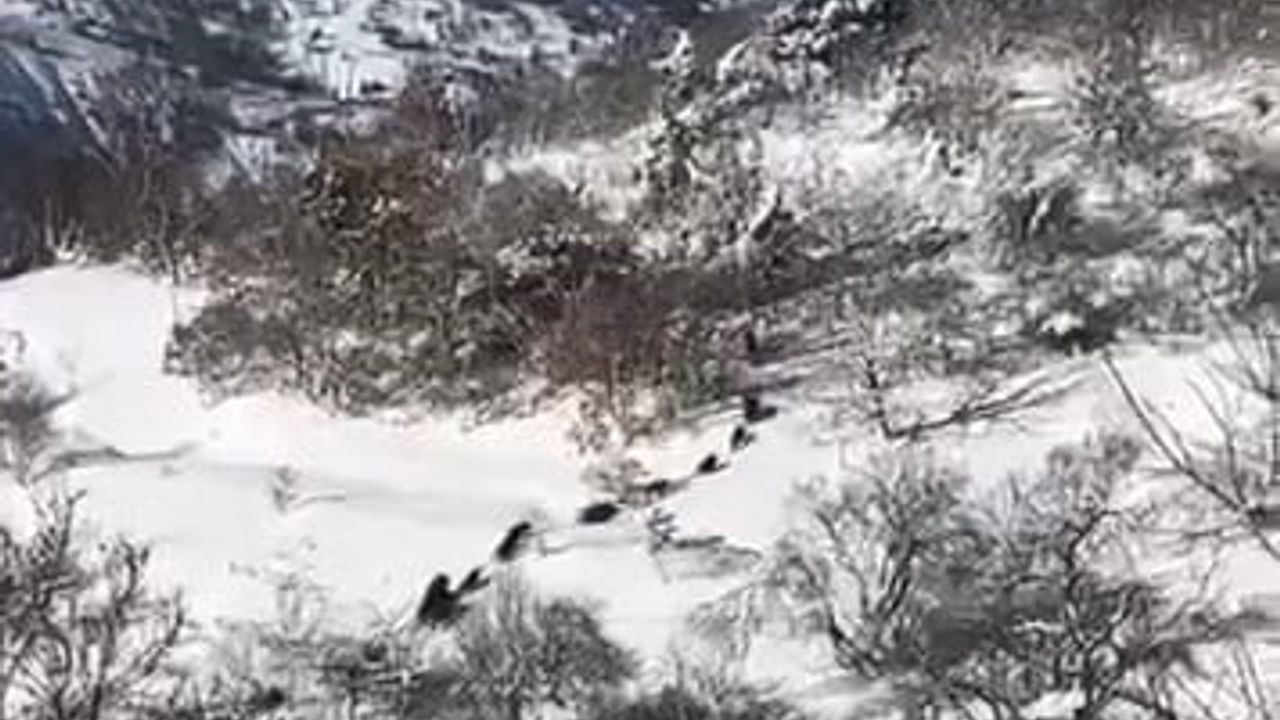 Elazığ'ın Hacıhüseyinler köyünde domuz sürüsü görüntülendi