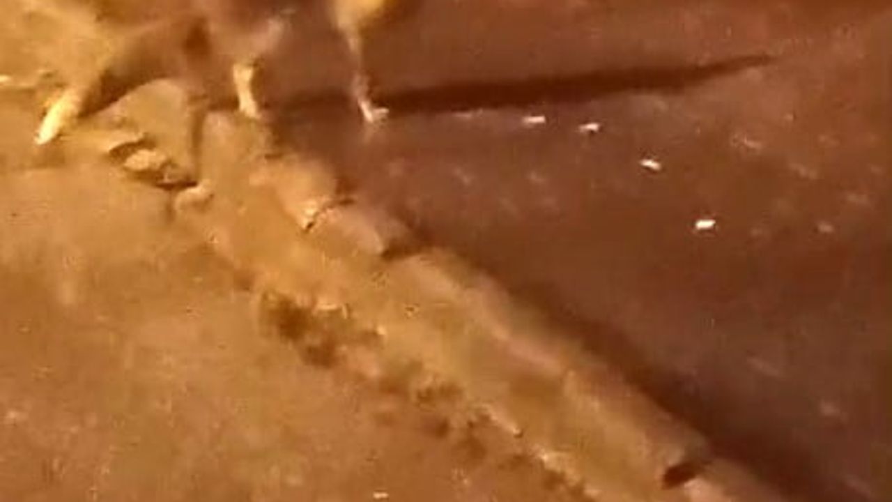 Elmadağ'da aç kalan tilkiler şehir merkezine indi