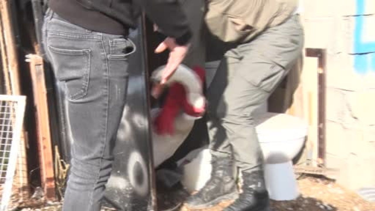 Elmadağ'da yolunu şaşıran kuğu bir evin bahçesine düştü