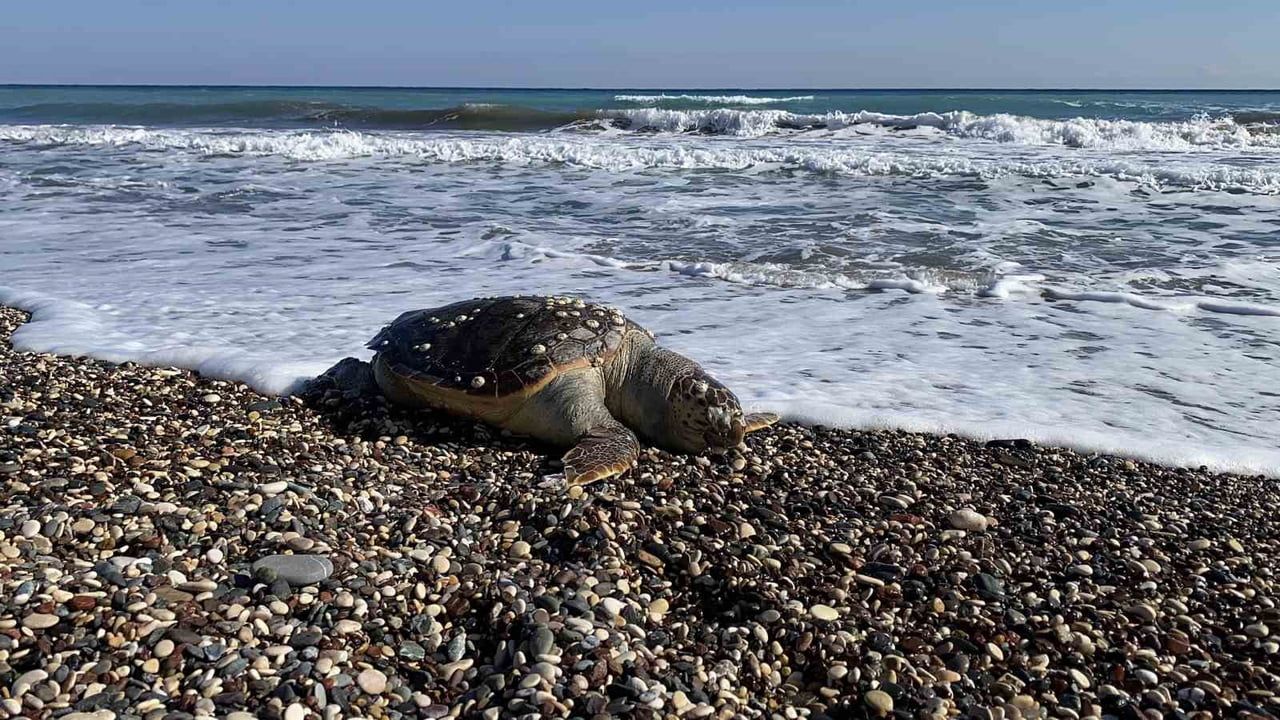 Erdemli'de 2 Günde 2 Caretta Caretta Telef Oldu