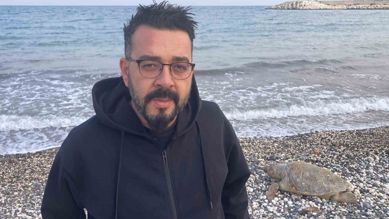 Erdemli Halk Plajına Telef Olmuş Caretta Caretta Vurdu