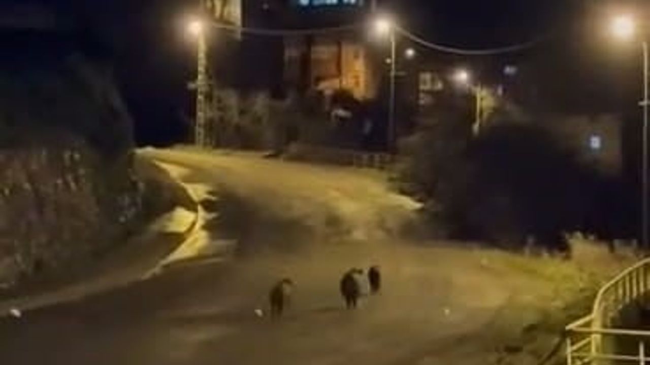 Ereğli'de 3 yaban domuzu mahalleye indi