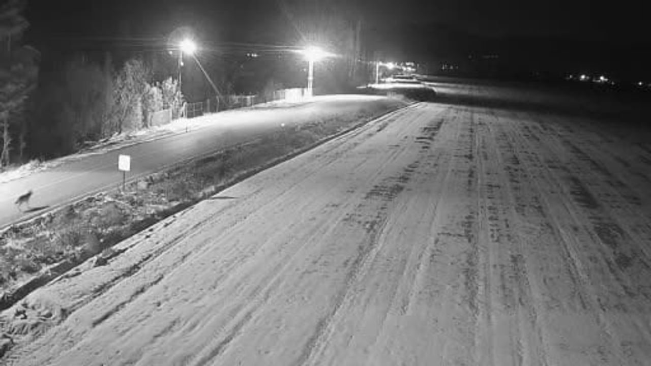 Ereğli'de kurt sürüsü güvenlik kamerasına yansıdı