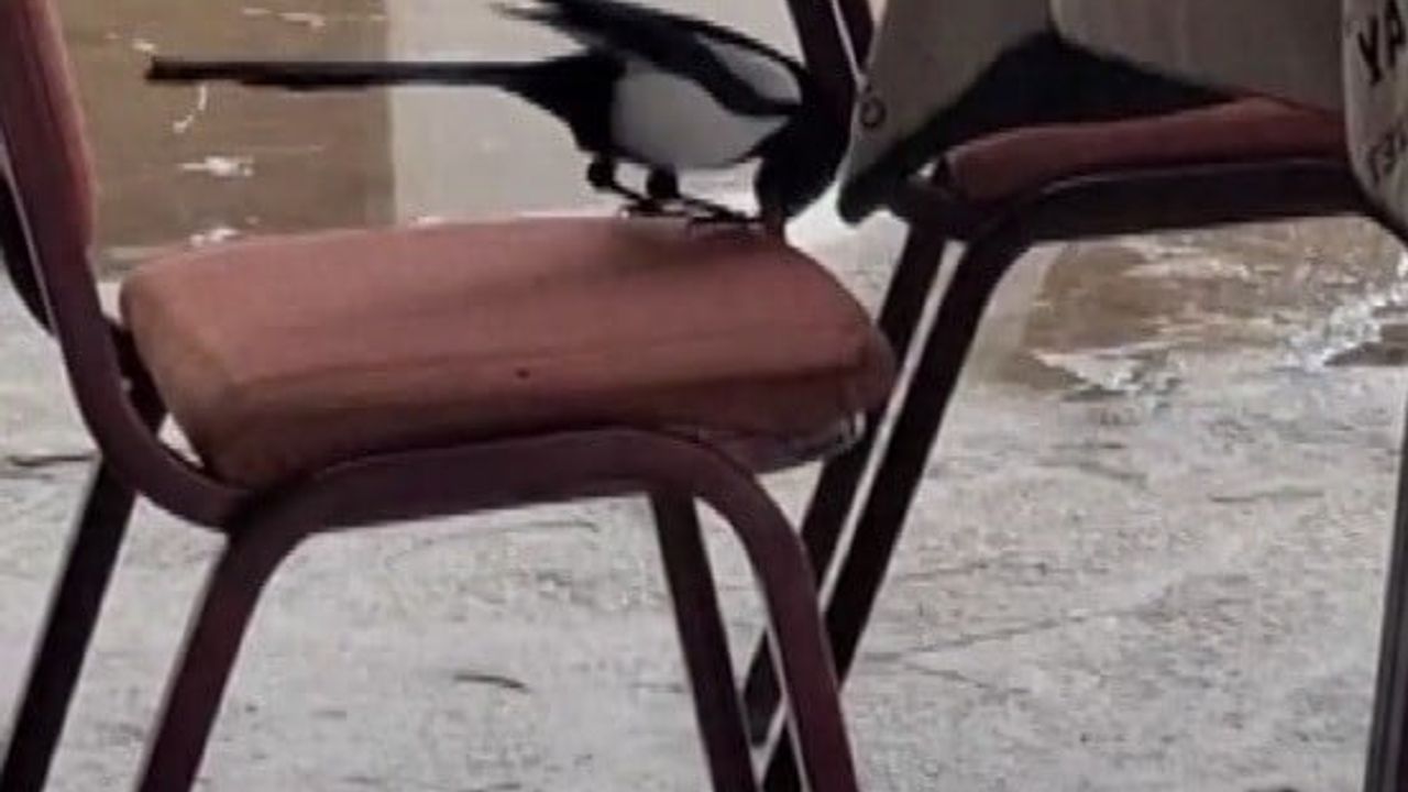 Erzincan Çağlayan'da kahve köşesinde saksağanın zekâsı