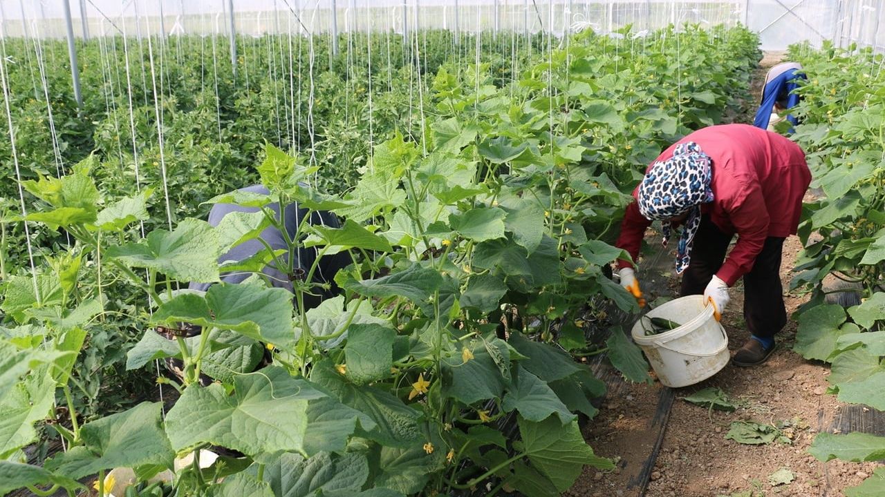 Erzincan’da 15 Kadın Çiftçiye Yüzde 50 Hibeli Sera Desteği