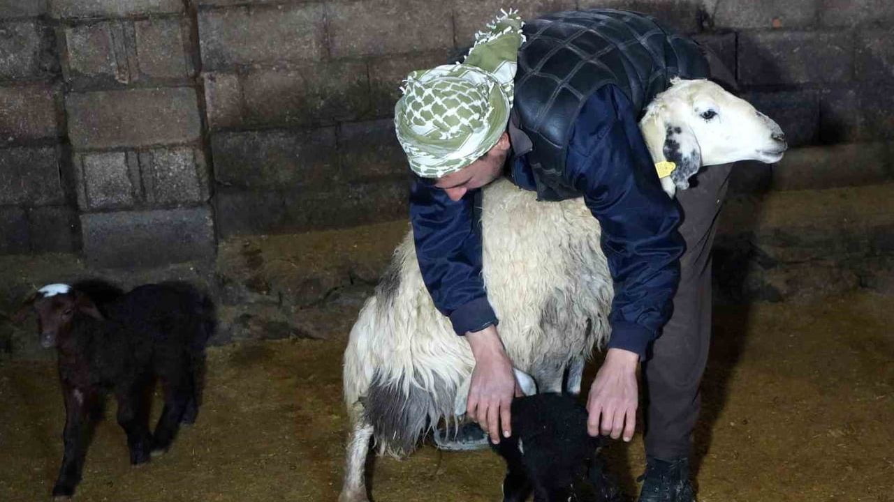 Erzincan'da 2026'nın İlk Kuzuları Doğdu — Besicilerde Tatlı Telaş