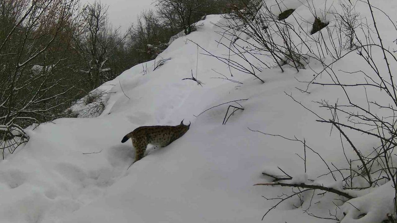 Erzincan’da fotokapanlarla yaban hayatı kayıt altına alındı