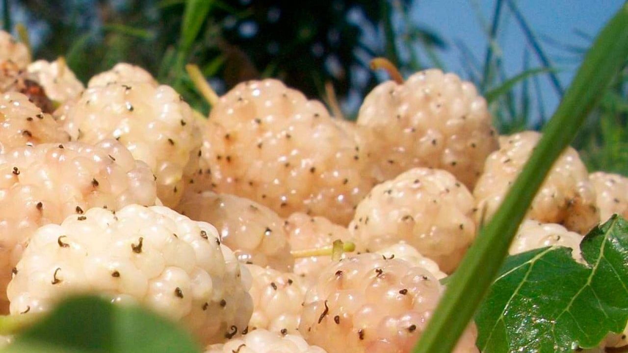 Erzincan'da Kapama Dut Bahçesi Kurulumuna %50 Hibe Desteği