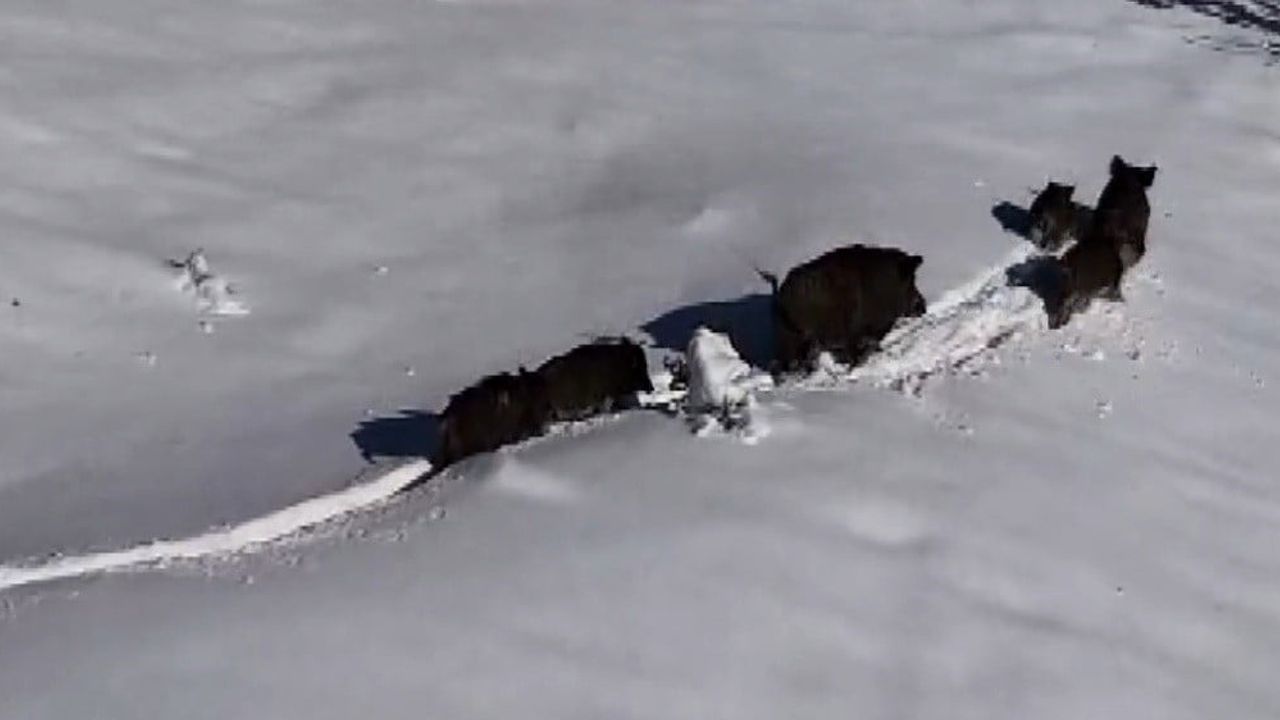 Erzincan'da karla kaplı arazide yaban domuzu sürüsü dronla görüntülendi