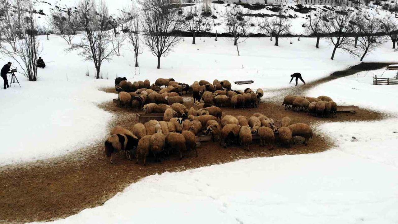 Erzincan'da kuzulama dönemi: Besiciler gece nöbetinde