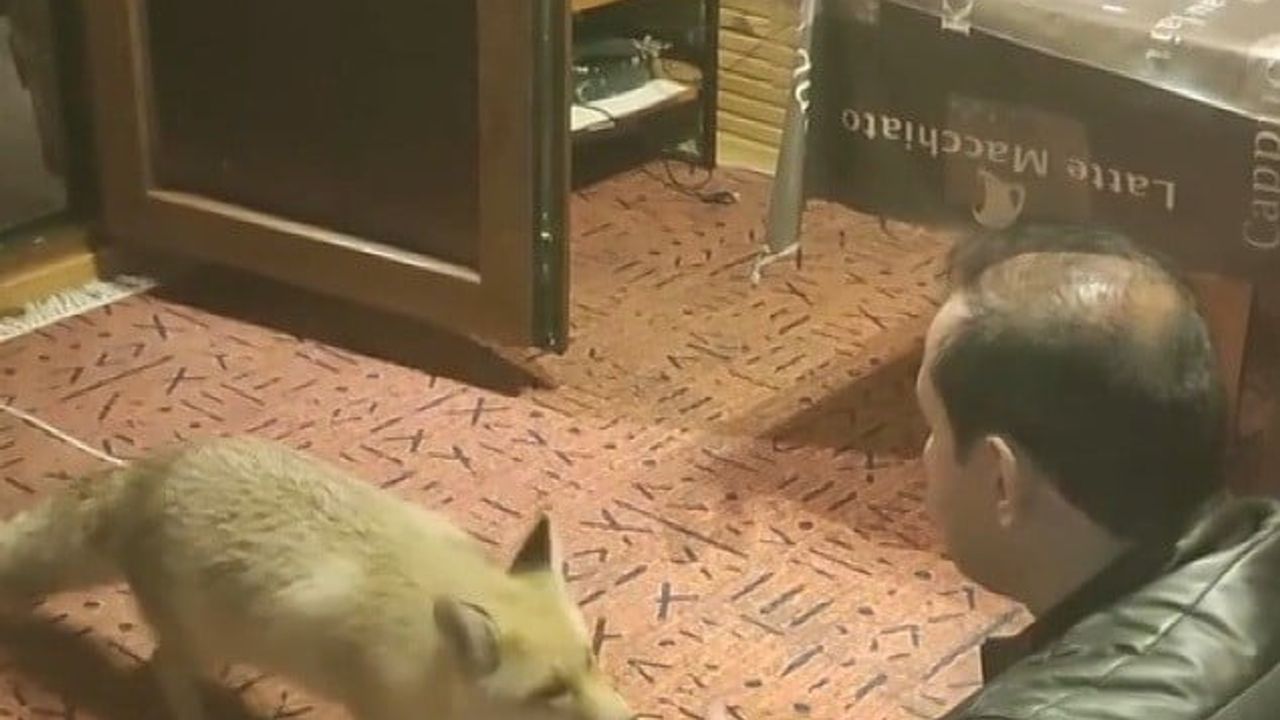 Erzincan'da sıra dışı dostluk: Tilkiyi elinden besleyen işadamı