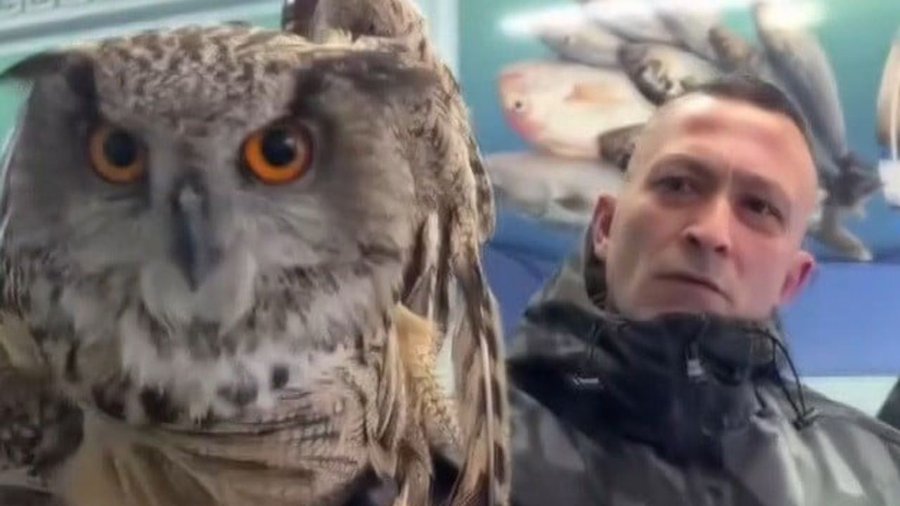 Erzincan'da Soğuktan Bitkin Düşen Baykuş Vatandaşlarca Kurtarıldı