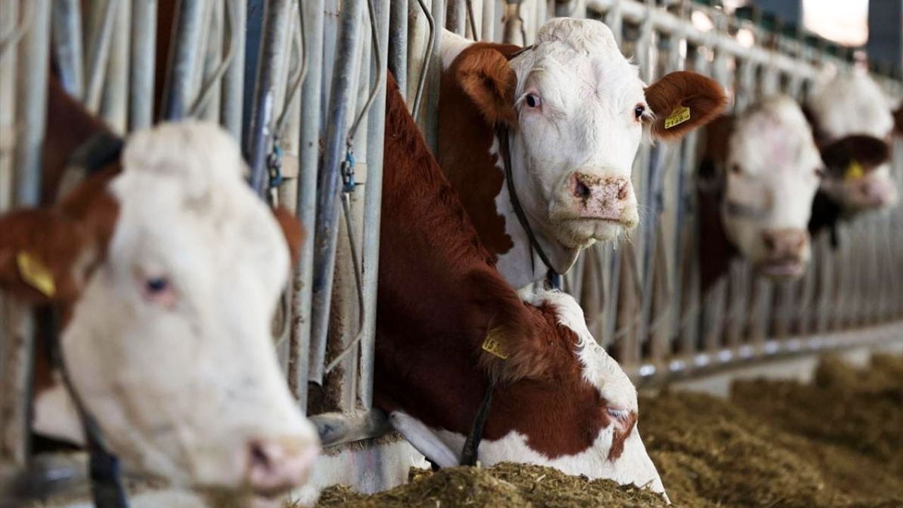 Erzincan’da süt üretiminde soğuk zincirle kalite ve gelir artışı