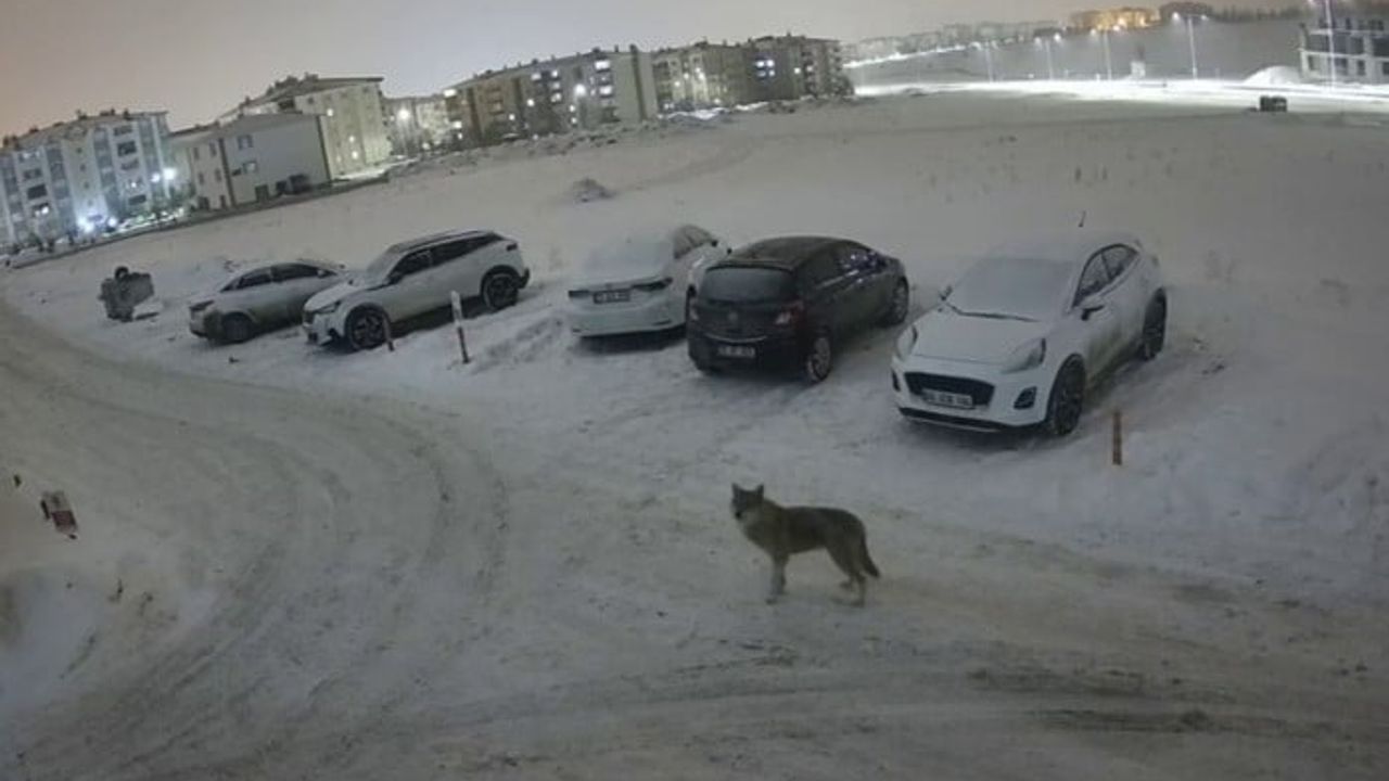 Erzurum Palandöken'de Güvenlik Kamerasına Yansıyan Kurt