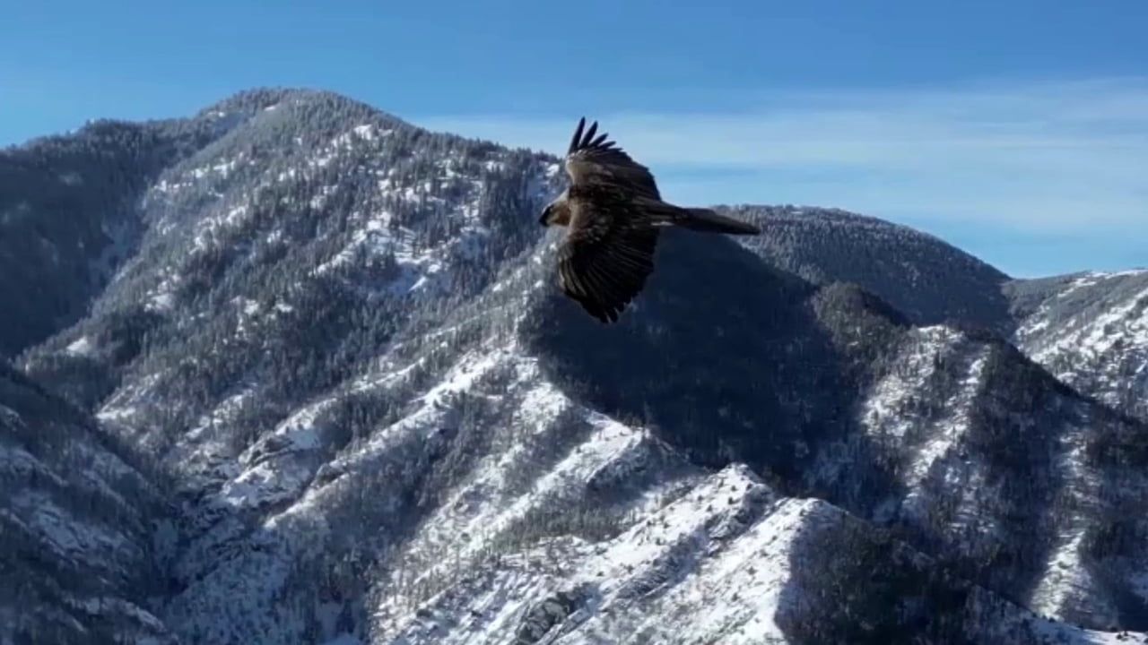 Erzurum Uzundere'de 1700 rakımda sakallı akbaba dronla görüntülendi