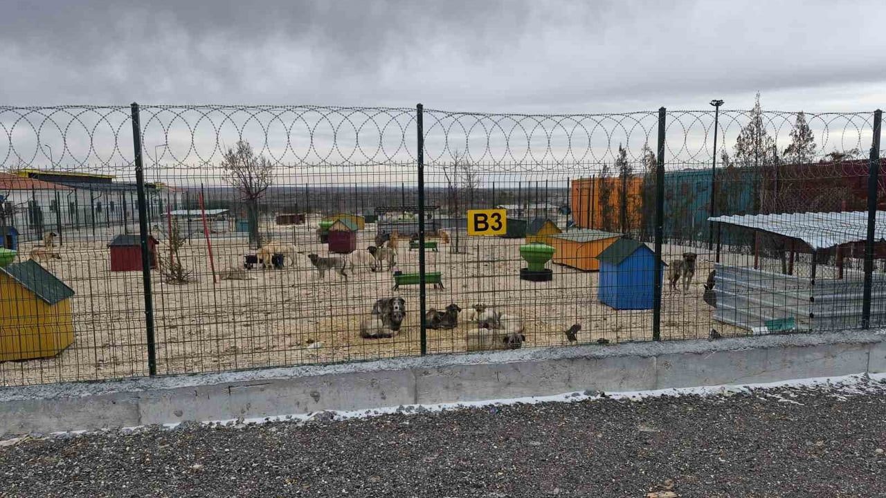 Eskişehir barınağında açlık iddiası: Köpeklerin birbirini parçaladığı görüntüler
