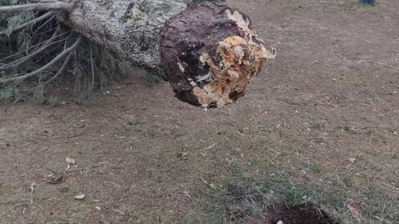 Eskişehir'de 75. Yıl Mahallesi fırtınadan etkilendi