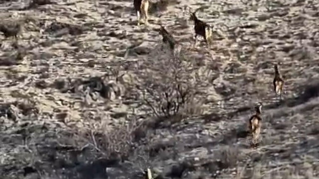 Eskişehir'de 8 geyik görenleri etkiledi