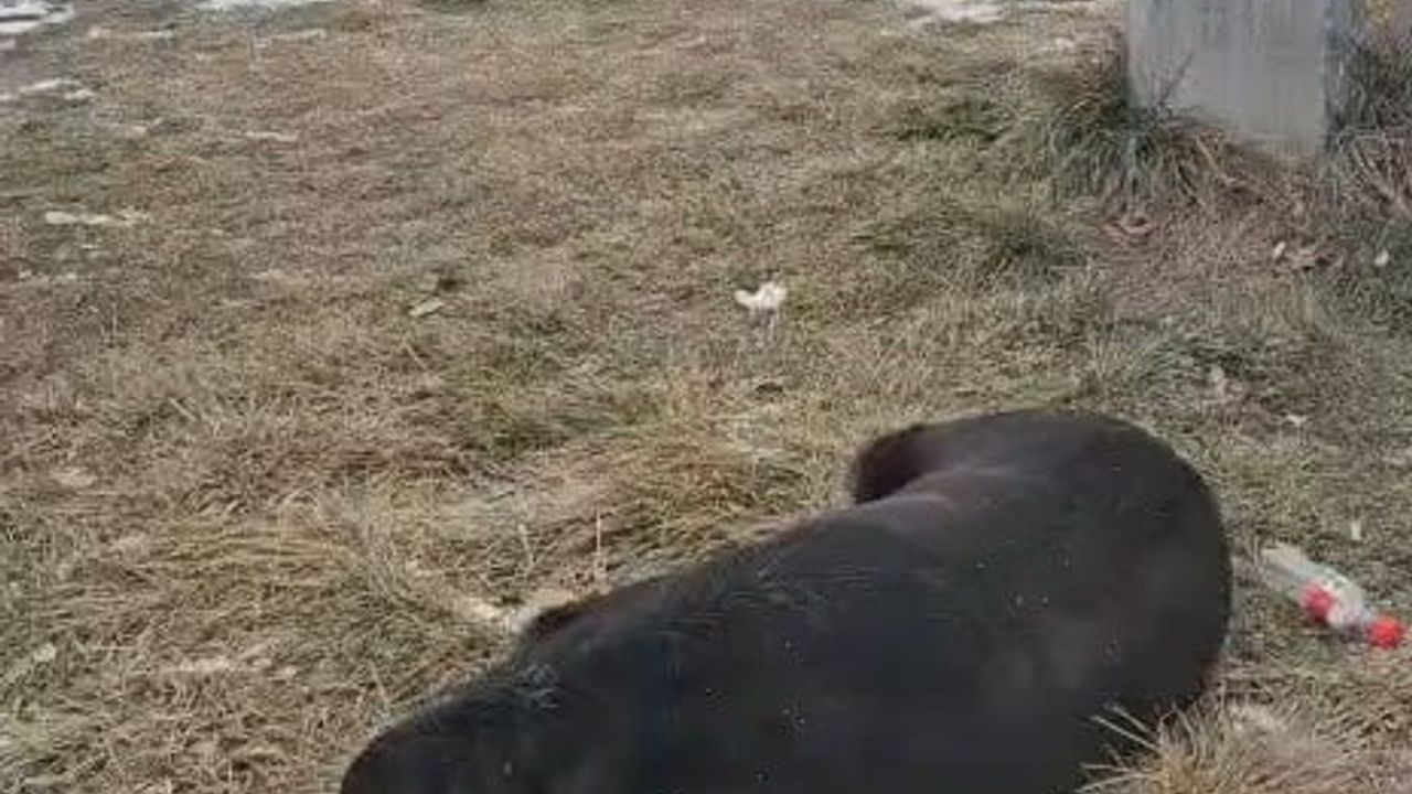 Eskişehir'de belediye personeli ile hayvansever arasında köpek tartışması