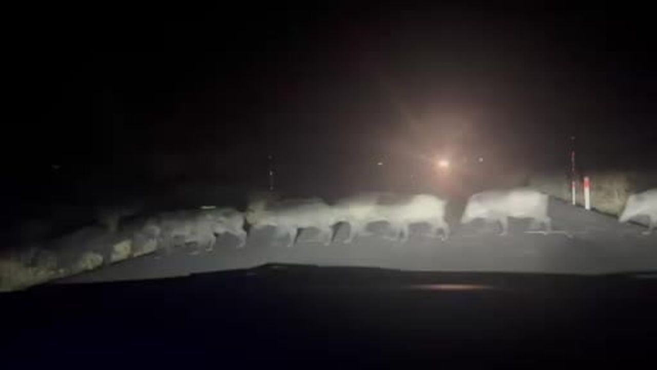 Eskişehir'de yaban domuzu sürüsü yolun karşısına geçişi cep telefonu kamerasında