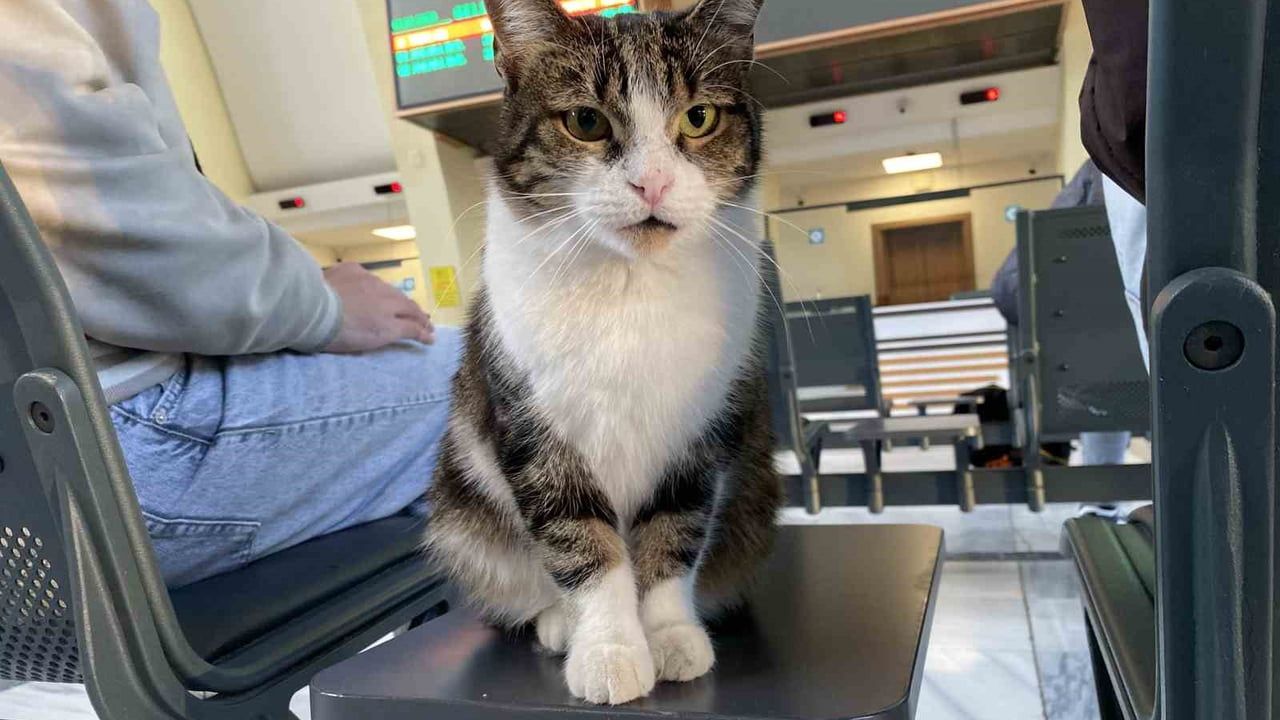 Eskişehir Garı'nda oyunbaz kedi aynı numarayı yine yaptı