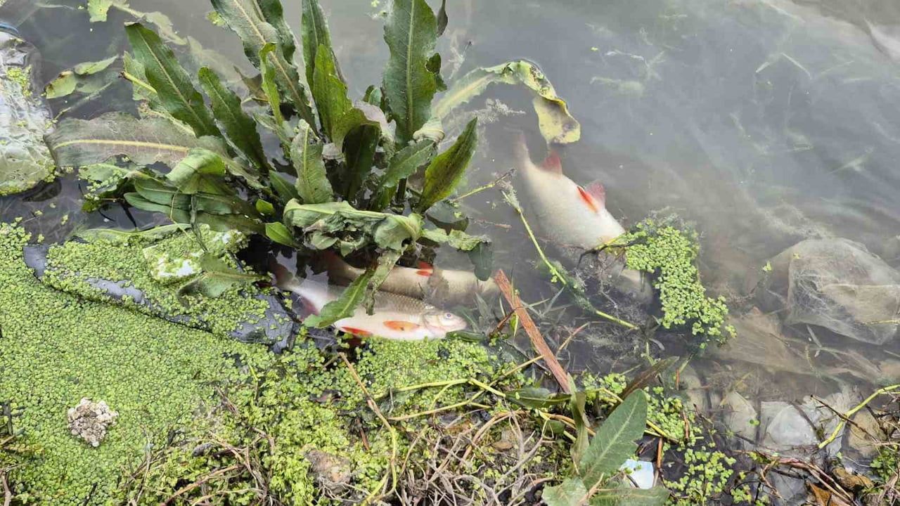 Eyüpsultan Pirinççi Mahallesi göletinde yosun patlaması: Çok sayıda balık telef oldu