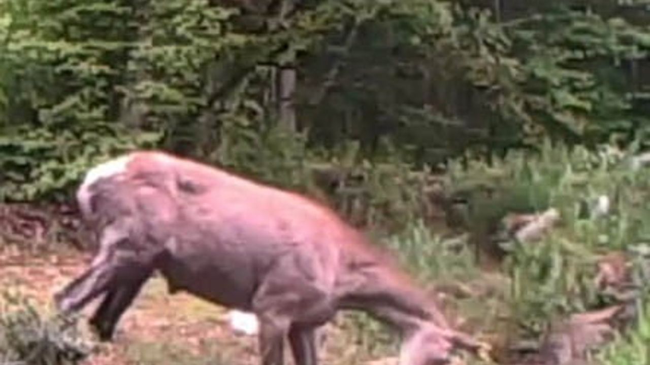 Fotokapan, Kocaeli ormanlarında geyiğin su keyfini kaydetti