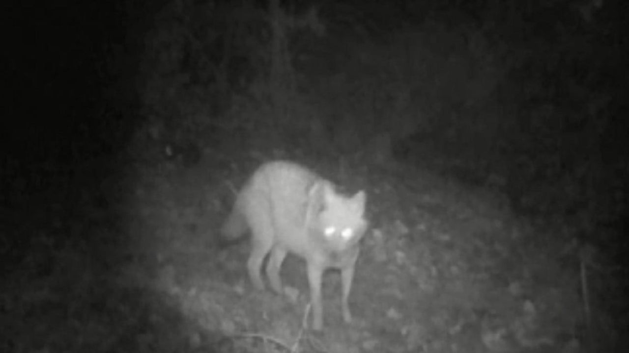Fotokapanda Kurt ve Çakal Aynı Karede