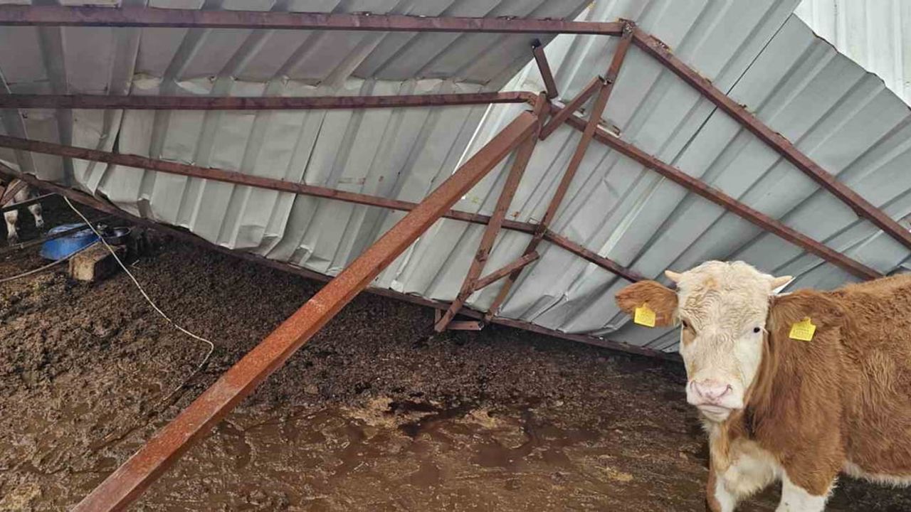 Gaziantep’te ahır çatısı yoğun kar yağışı sonrası çöktü