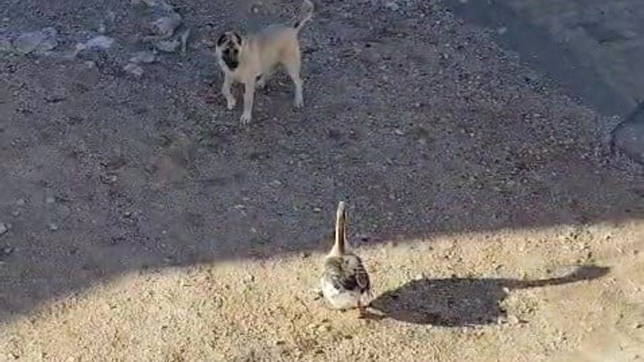 Gercüş Arıca'da Köpek ile Kazın Kavgası Cep Telefonuna Yansıdı