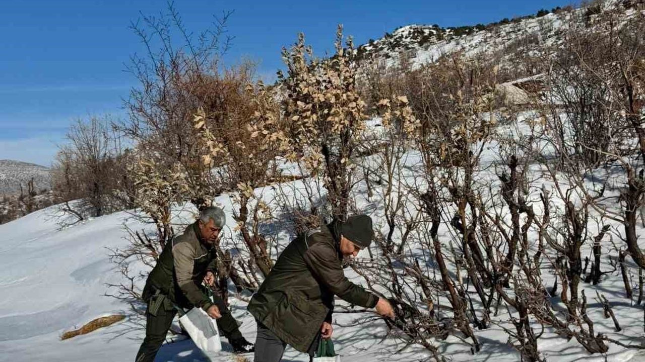 Gercüş Orman İşletme Müdürlüğü ekipleri yaban hayatını yemle destekledi