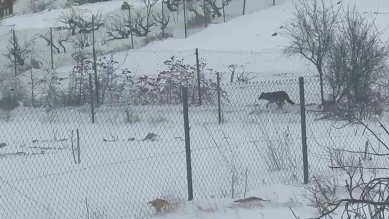 Gercüş’te aç kalan iki kurt ilçe merkezine indi