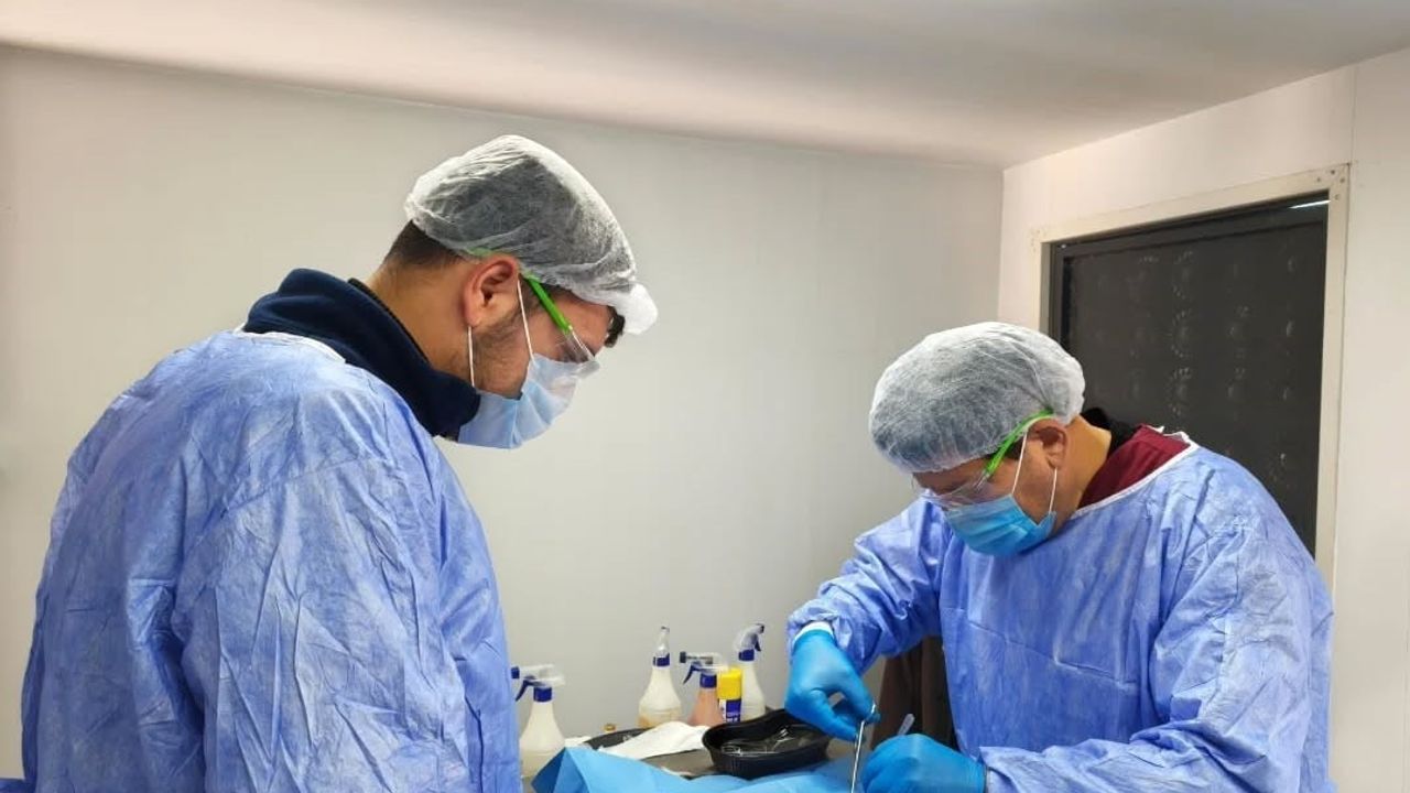 Germencik Belediyesi 2026 yılında kısırlaştırma çalışmalarını sürdürüyor