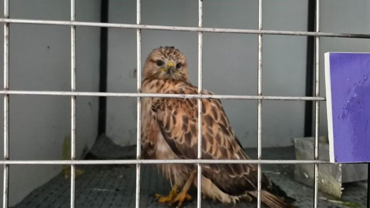 Germencik Belediyesi'nin İhbar Hattı Yaralı Şahini Doğaya Kazandırdı
