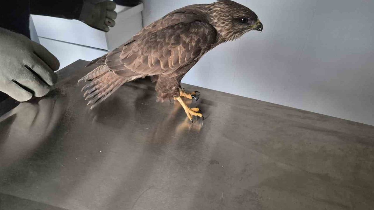 Germencik Belediyesi Yaralı Şahini İyileştirip Doğaya Teslim Etti