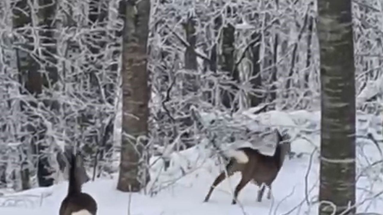Geyve'de yaban hayvanları için dağa çıkan vatandaş iki geyikle karşılaştı