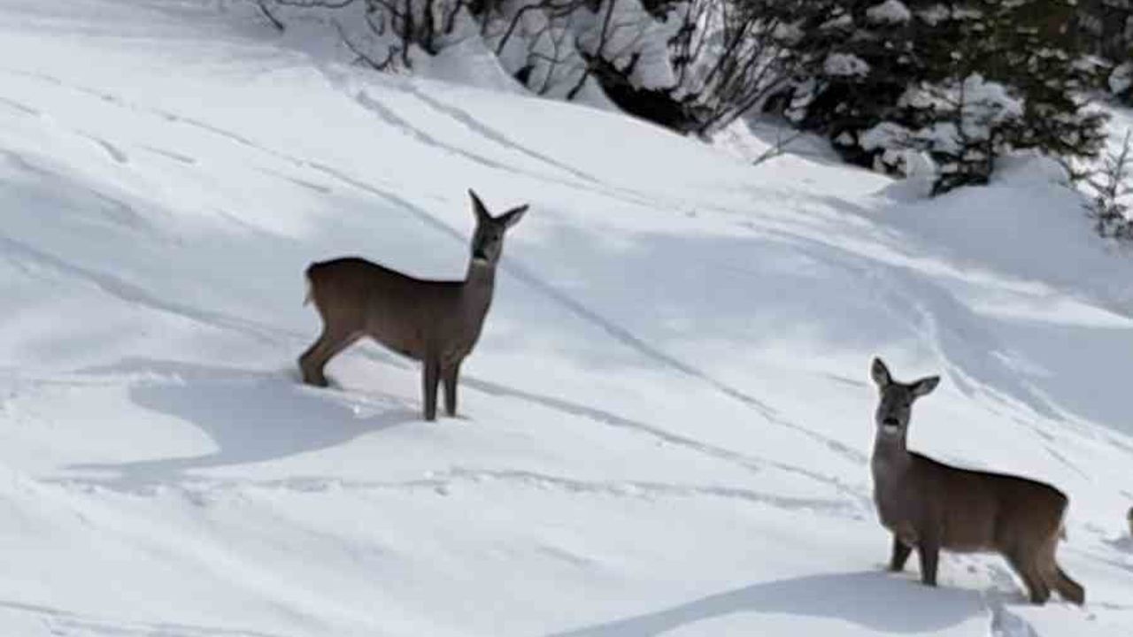Giresun Kulakkaya Yaylası'nda karacalar dronla görüntülendi