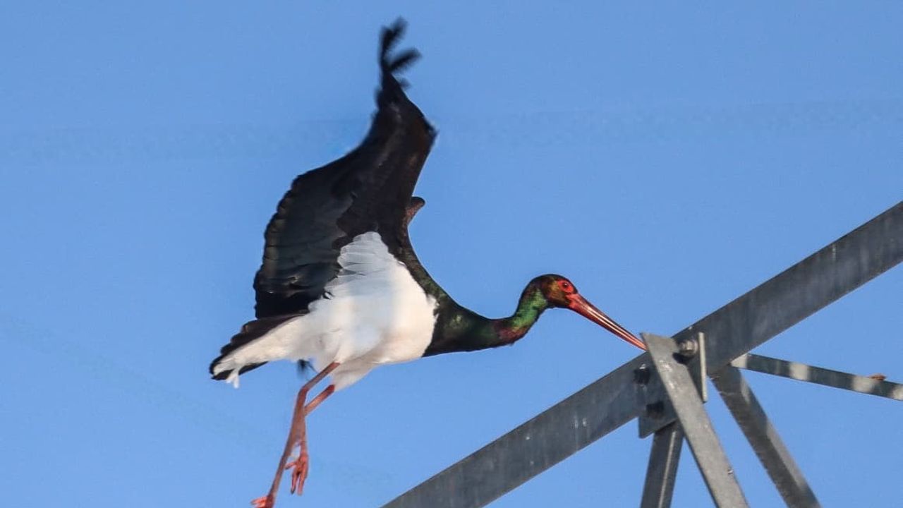 Göç etmeyi unutan 2 kara leylek Elazığ’da görüntülendi
