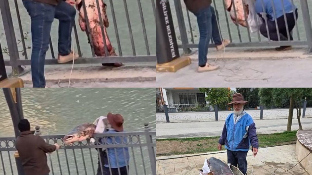 Göksu Nehri'nde yakalanan dev yayın balığı imeceyle kıyıya çekildi