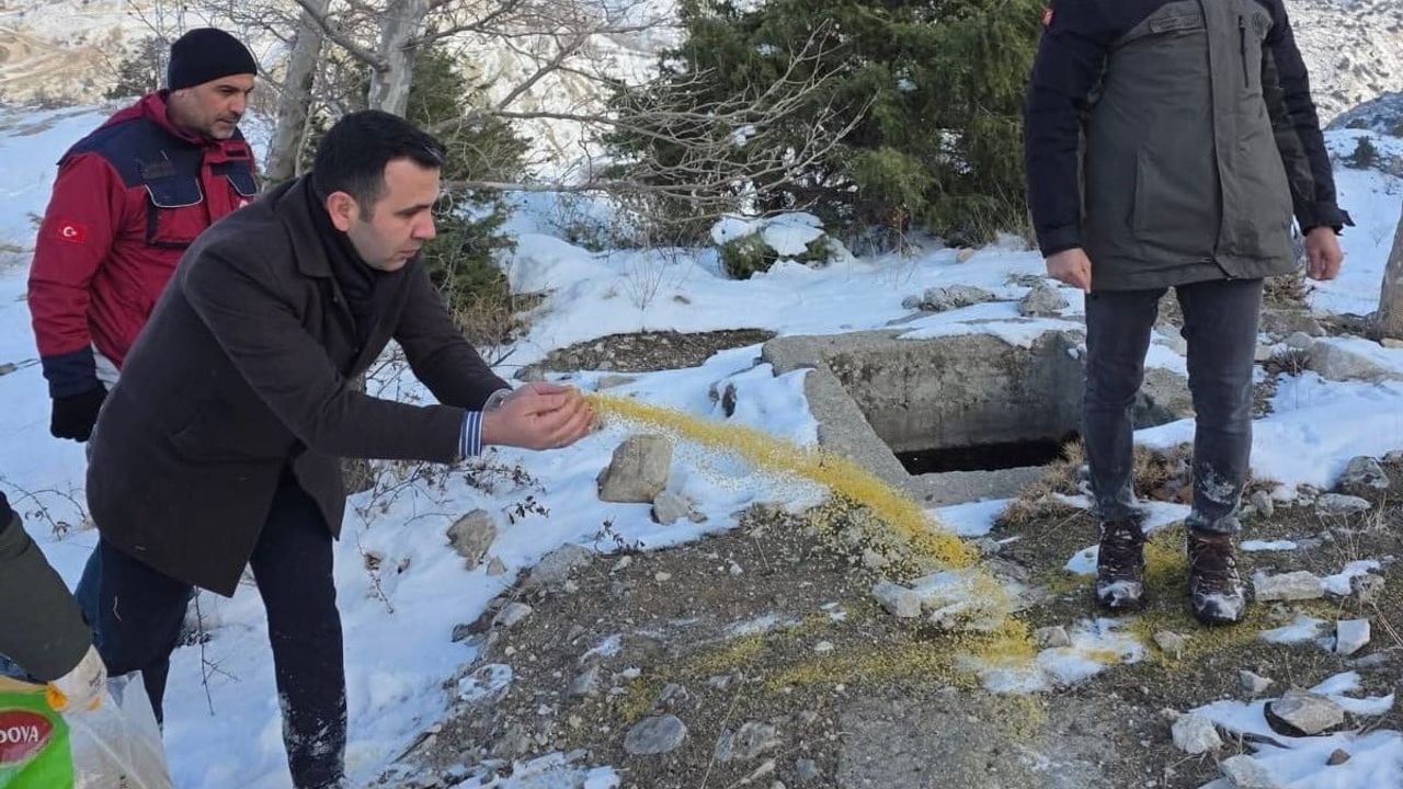 Gölbaşı'nda yaban hayvanlarına yem bırakıldı