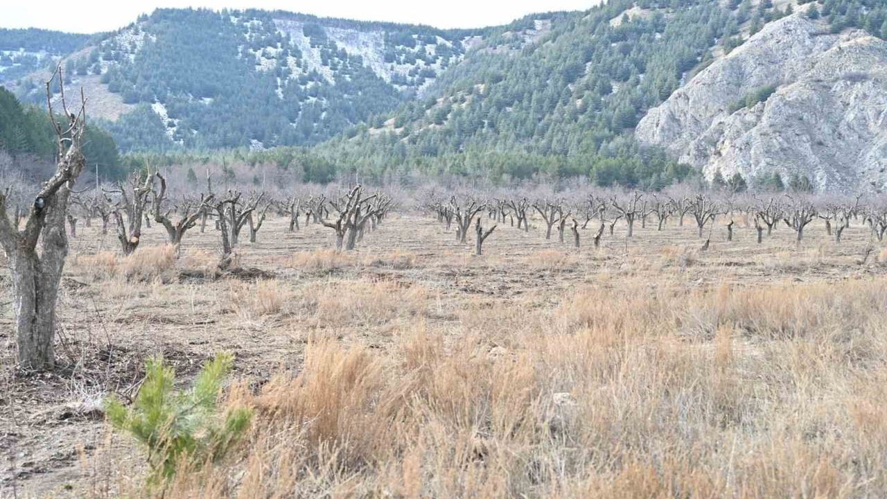Gölcük Tabiat Parkı'ndaki elma bahçeleri yeniden üretime hazırlanıyor
