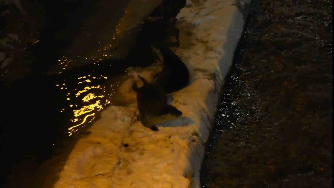 Gümüşhane'de Harşit Çayı'nda nesli tehlike altındaki iki su samuru görüntülendi